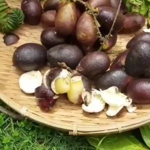 BIBIT BUAH MATOA ATAU BUAH KELENGKENG IRIAN BIBIT KELENGKENG MATOA BIBIT MATOA ANEKA BIBIT NIRWANA