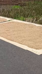 Bisa COD!! Terpal Lot Jemur Padi Jemur Gabah Ukuran 3x4 meter Pabrik Kuat Dan Tahan Lama
