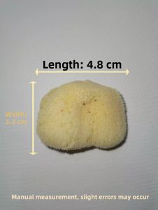 Natural Mediterranean Sponge Cute Watercolor Texture Tool Absorbent Household Personal Cleaning Tool Imported Greek Brand
