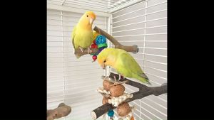 🇸🇬 Bird Perch Stand with Toys Natural Perches for Parrots