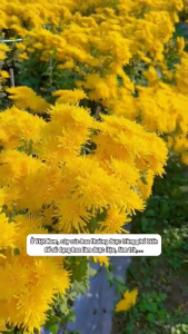 120g Dandelion Leaf & Root Tea | 100% Natural Herbal Detox Tea | Caffeine-Free