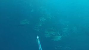 1 Meters rubber tube Bands Emulsion Elastic Tube10-16MM * 3MM spear fishing accessories