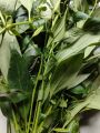 daun sambiloto segar yang banyak manfaat dan khasiatnya harga   25000  200  gram. 