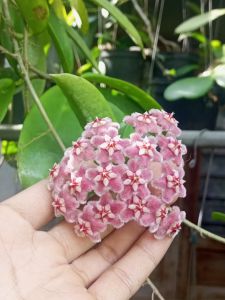 Cẩm cù Pink Dragon màu hồng. ảnh thực tế tại vườn