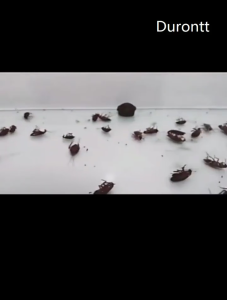 Japan 12Pcs Cockroach Bait No-toxicity Cockroach Killer Cockroach Traps Box Cockroach Medicine House