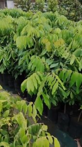 Paket 3 Bibit Kelengkeng Kristal Super Unggul