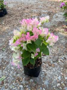 Bougainvillea ต้นเฟื่องฟ้า ดอกเฟื่องฟ้า เลือกสีได้ ถุงดำขนาด 4นิ้ว ติดดอกทุกต้น ขยายพันธุ์ได้ ทนแดด ไม้ดอก ไม้ประดับ ไม้มงคล Bougainvillea