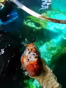 Boom Goldfish Pellets (Malaysia No.1)