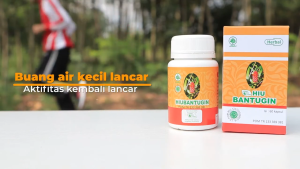 Herbal Indo Utama HIU Bantugin Herbal Membantu Meluruhkan Batu urin di Ginjal dan Saluran Kemih