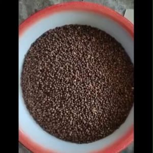 READY BIJI Kangkung Sayur siap semai