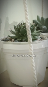 Combo 3 chậu sen đá ngẫu nhiên