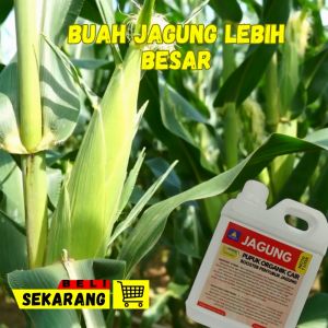 Pupuk Jagung Terbaik Masa Pertumbuhan Dan Pembuahan Isi 1 Liter Pupuk Penyubur Pembesar Buah Jagung