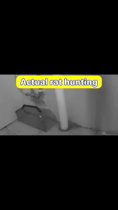 Mouse Trap Auto Trap 100%Success Rate repeated use capture Rat Trap Cage For Live Big Rats Mouse Cage Trap Live Rat Trap