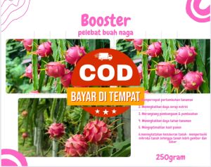 pupuk buah naga pupuk booster buah naga pupuk pelebat buah