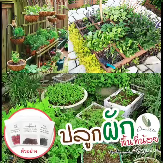 ⚡️ติดตามลด50%⚡️ เมล็ดพันธุ์ผักสวนครัว แบ่งขาย เหมาะสำหรับทดลองปลูก ...