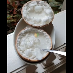 BIBIT KELAPA KOPYOR ORI - CKK