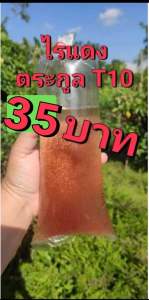 พันธุ์ไรแดงT10  พ่อแม่พันธุ์ไรแดง ตัวโตๆ ไข่แน่นๆ เหมาะสำหรับนำไปขยายต่อ (เจ้าดังในบ้านดำ)