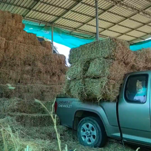 ฟางข้าวก้อนใหญ่ หนักเฉลี่ย15-20 กก. ส่งจากนครปฐม ราคาหน้าไร่มาเอง ไม่ชื้น ไม่เก่า ฟางข้าวอัดก้อน