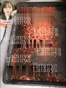 Poultry Fly Control: 500 Flies Killed in 1 Minute