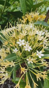 หอมเจ็ดชั้น หรือหอมไกล กระถาง 11 นิ้ว ต้นสวยและแข็งแรง (กทม)