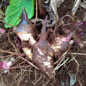 เผือกแดงเล็กหรือมันแดงใหญ่...8..ขีด