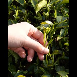 Đế ấm trà đế ấm pha trà bằng gang cao cấp nhiều họa tiết