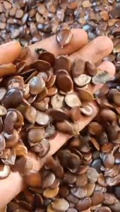 100gram Hạt giống cây căm xe cẩm xe