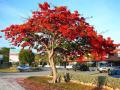 Fire tree/ Flame tree Delonix regia seedlings. 