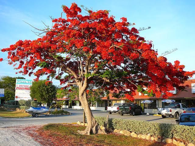 Fire tree/ Flame tree Delonix regia seedlings