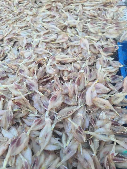 Cá Đùi Gà ( cá nóc ) khô, đặc sản miền Trung