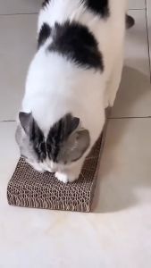 ที่ลับเล็บแมว รูปตัวเอส ที่ฝนเล็บแมว ที่ลับเล็บแมว ของเล่นน้องแมว แถมฟรี! แคทนิป