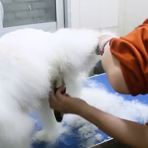 COD Yiwu Alat Cukur Hewan Domba Anjing Kambing Kucing Elektrik / Mesin cukur Domba Garut Grooming Recharge - C6