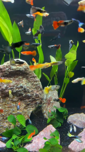 🌈 Random Guppy – Healthy Assorted Fancy Guppy Fish 🌈