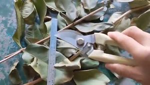 Garden Plant Tree Pruning Tools Pruning Bonsai flowers plantsGarden Shears Stainless Steel Scissors