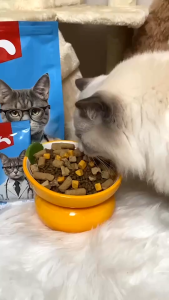 Hạt Khô Cho Mèo Mr.Vet T1 – Hỗ Trợ Tiêu Hóa & Tăng Cường Miễn Dịch