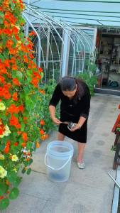 Ejen Pengaktif Tanah Sesuai untuk Semua Jenis Tanaman Hiasan土壤活化剂 植物肥料 Buah & Sayuran Perbaiki tanah untuk berkebun soil activator tanah subur tanah baja organik baja pengaktif tanah 适合所有观赏类植物