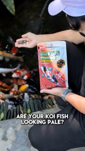 5KG Koi Plus Premium Growth Enhancing and Color Enhancing Koi Food