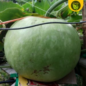 upo jumbo variety 5 kg bunga 3 seeds binhi pantanim