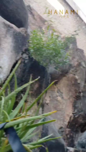 HANAMI Tas Ransel Simple Chikara Kantor Elegan Wanita Branded Hitam Terbaru Kulit Remaja TA1139B5