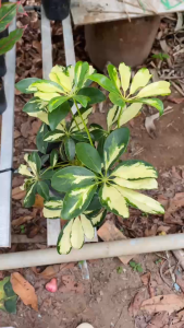 Cây Ngũ Gia Bì Cẩm Thạch - Tổng thể tầm 30-40 cm - Đuỗi muỗi an toàn!