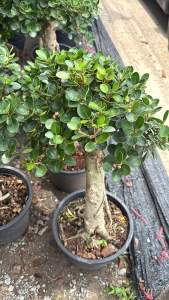 #ช้อนเงินช้อนทอง #ตัดแต่งบอนไซ #ไม้มงคล โชว์รากโตช้า