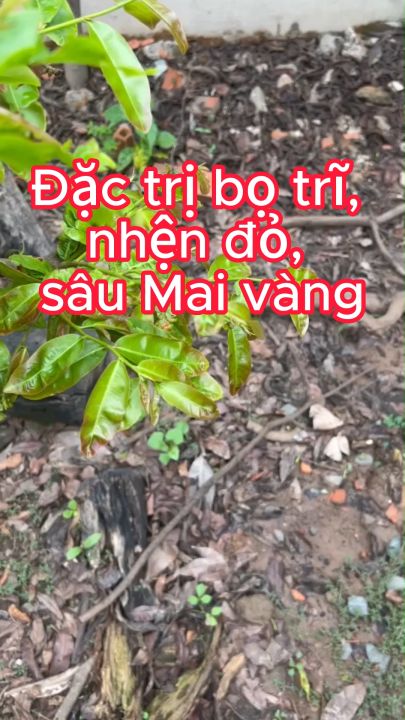 Thuốc trừ sâu OhayO 240SC loại bỏ sâu, bọ trĩ, nhện đỏ Mai vàng (Chai ...
