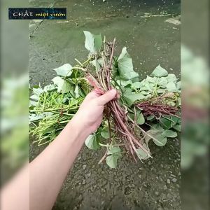 Bó 10 Dây khoai lang giống siêu củ/siêu đọt (1 cây giống đỏ/xanh dài ~35cm)