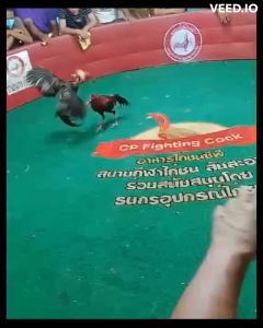 ไข่ไก่ชน พม่าแข้งหน้า สมีสูวรรณ100% เจ้าสายฟ้า รับประกันเชื้อจัดส่งไว