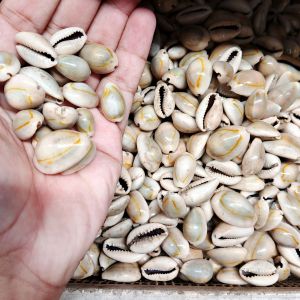 kerang kuwuk abu-abu - kerang permainan congklak- 100 gr kerang dakon