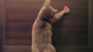 พร้อมส่ง Frontline Cat Plus สำหรับแมว ยาหยดกำจัดเห็บ หมัด ไข่หมัด สำหรับสุนัข และแมว ยาขับแมงคราบสุนัขและแมว ชิ้นเดียว / ไม่มีกล่อง วันที่: 10-2026