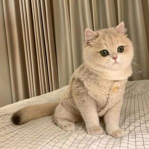 Thickened Fleece Lamb Velvet Vest Warm Cute Dog Coat Cat Clothes Autumn Winter Pet Clothing Small Cat Clothes Pet Supplies