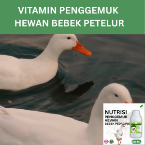 Vitamin Penggemuk Bebek Pedaging Alami250ml Nafsu Makan Naik Bobot Cepat Bertambah Hasil Maksimal