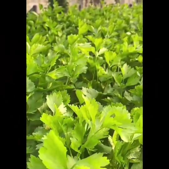 เมล็ดผักกาดหอม ผักสลัด เจียไต๋ O018 สำหรับปลูกผักสวนครัว