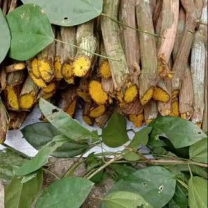 akar kayu bajakah asli Kalimantan herbal untuk liver tumor kista kanker jantung diabetes kolesterol maag